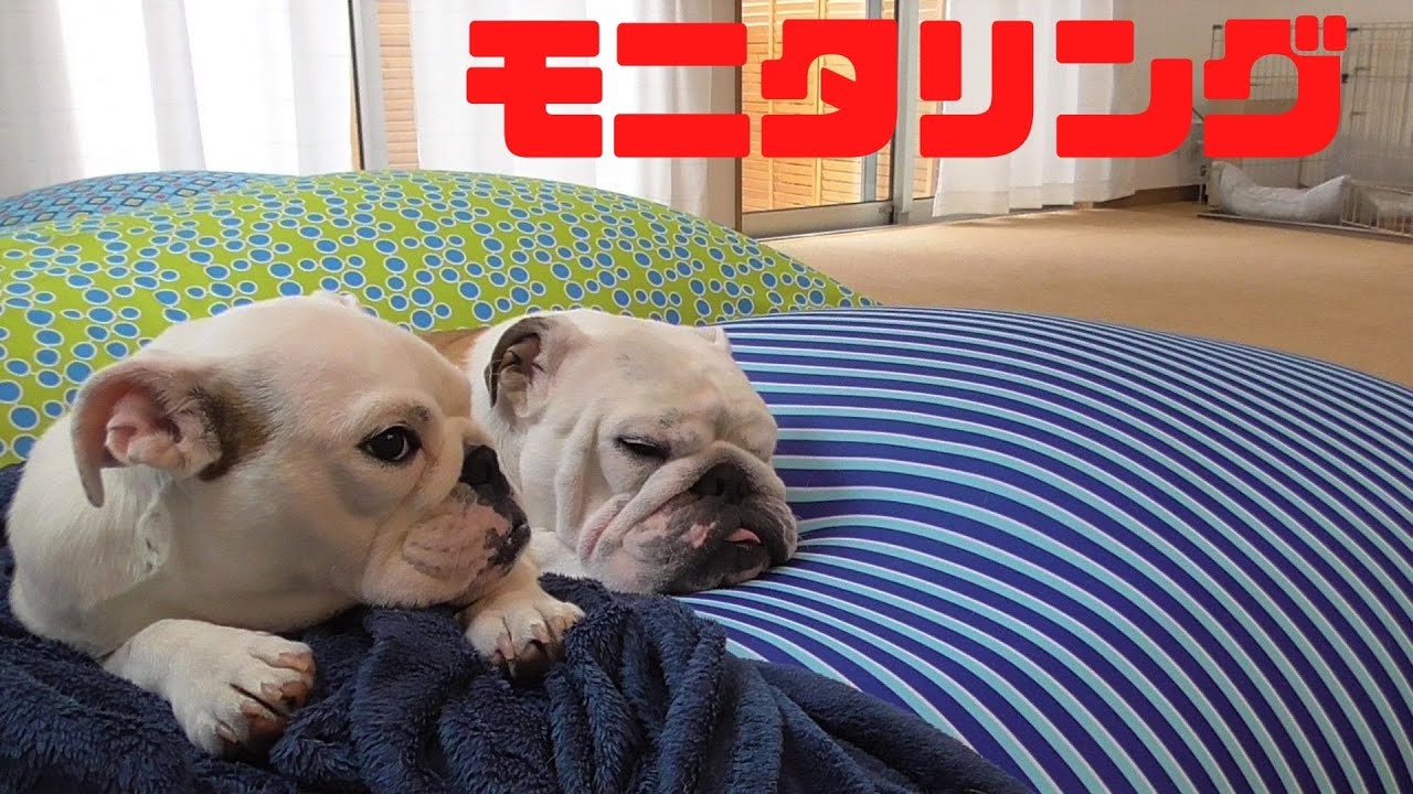 本当はどうなの？飼い主がいなくてもブル2匹は仲良くできるのか？