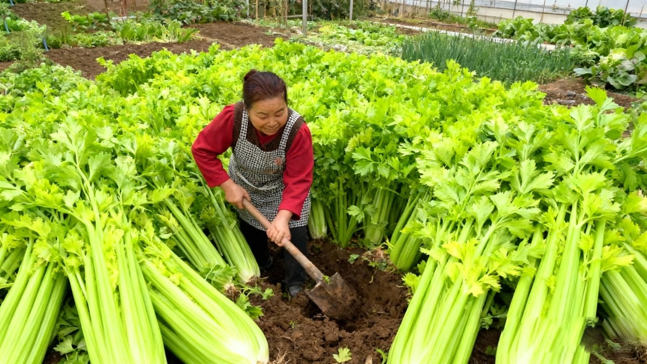 【唐小米】芹菜丰收了，唐奶奶分享芹菜的四种做法，脆爽下饭超美味