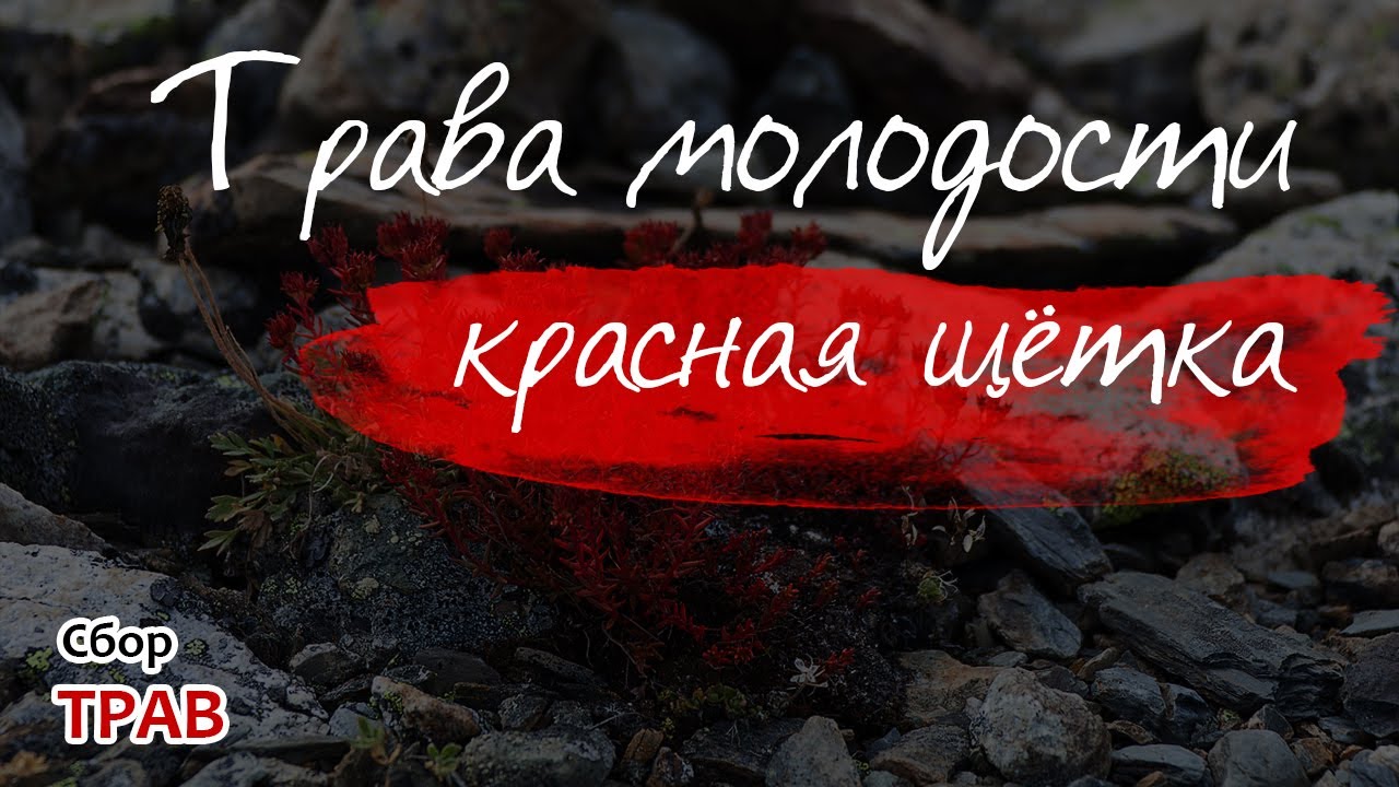 Трава молодости: красная щётка