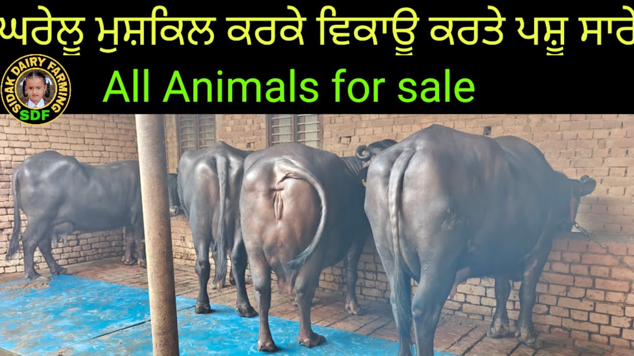 ਸਾਰੇ ਪਸ਼ੂ ਵਿਕ ਗਏ ਹਨ। All Animals for sale