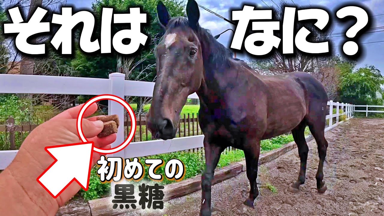 「なんじゃその小さなヤツは…？」今年26歳の大きなおじいちゃん黒馬に小さな黒糖見せた時の反応がこちらです。【ツルマルボーイ様のシモベ】