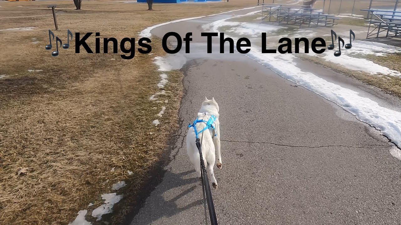 Husky 🎶Kings Of The Lane🎶 ​⁠