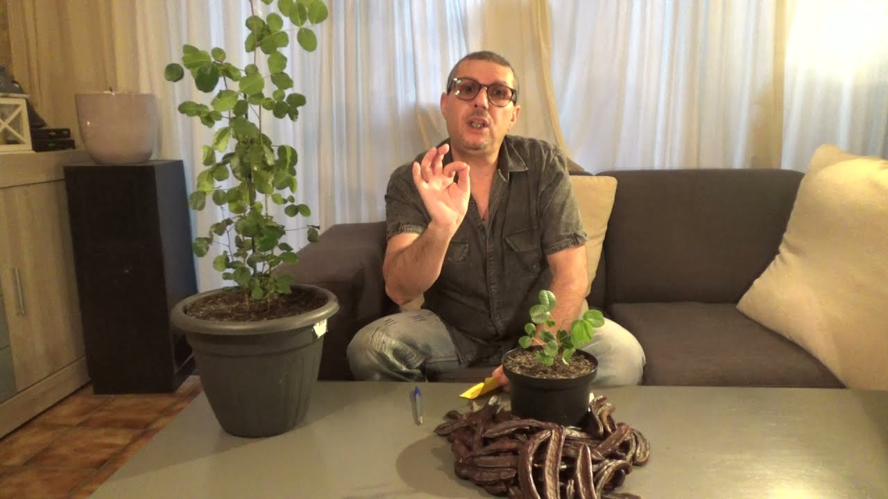 زراعة الخروب مع حسن : ماهي كمية الماء التي تحتاجها شجرة الخروب؟