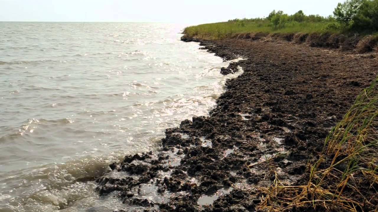The Amazing Oyster Reef