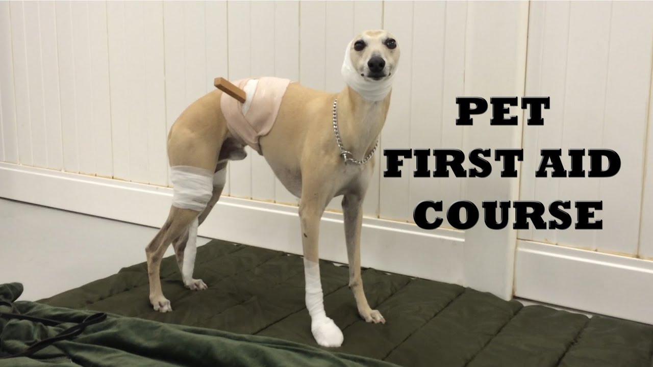 Dog Travel - Pet first aid course