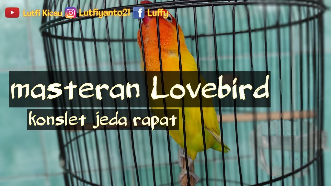 Masteran lovebird konslet jeda rapat