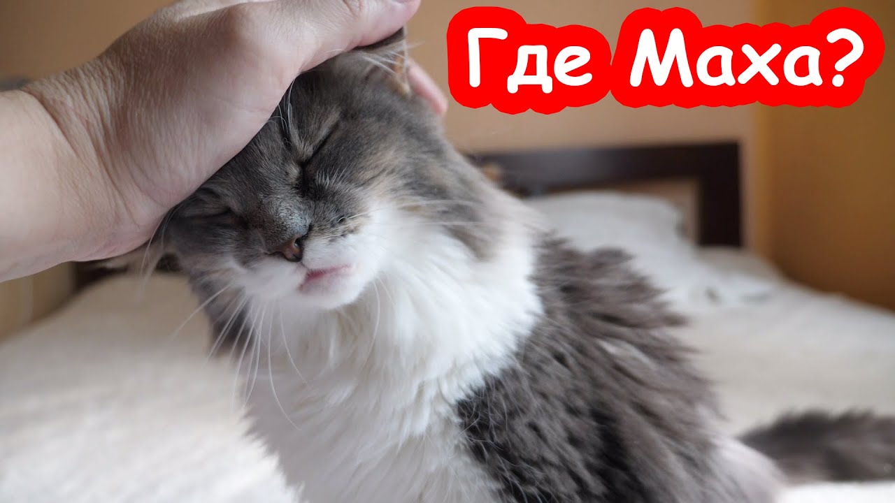 Что случилось с Махой. Куда пропала Малышка