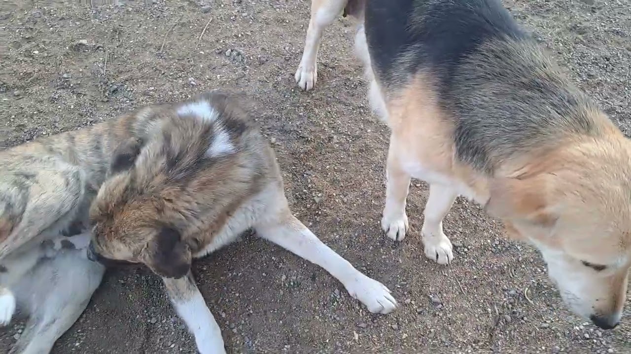 САМЫЕ ВЕРНЫЕ ДРУЗЬЯ Собачки 🐕 Они ждут Помощь от Добрых Людей Которые могут помочь реально 
