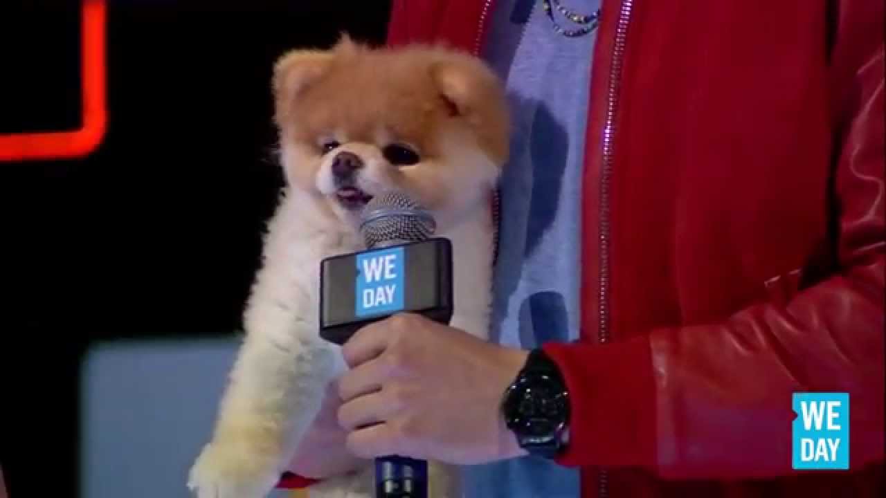 Boo the Dog at WE Day California