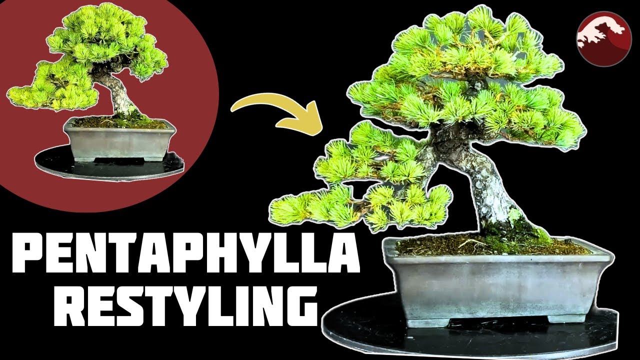 Restyling d'un vieux Pentaphylla 🌱 NEJIKAN BONSAI 🌱