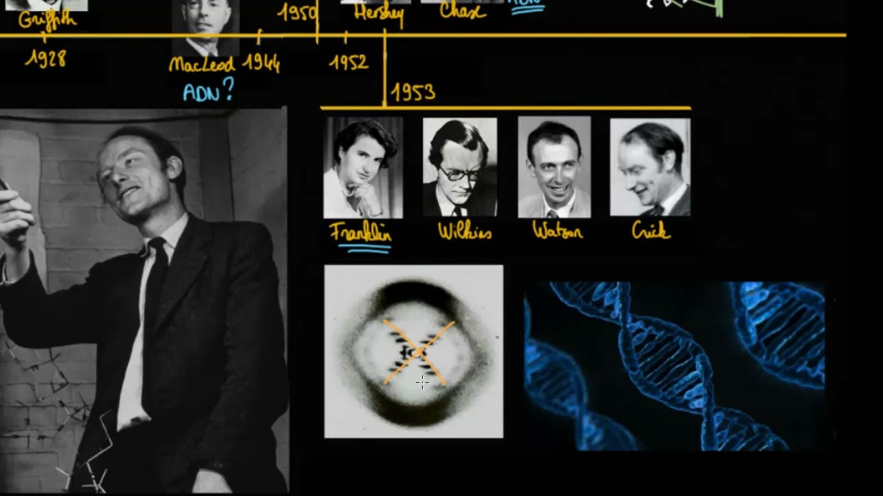 La découverte de la structure en double hélice de l'ADN