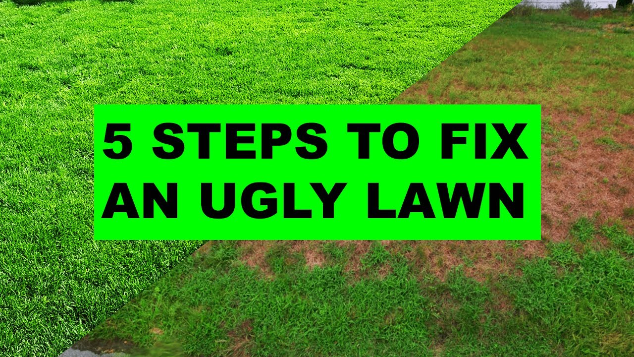 How to Fix an Ugly Lawn in 5 Easy Steps