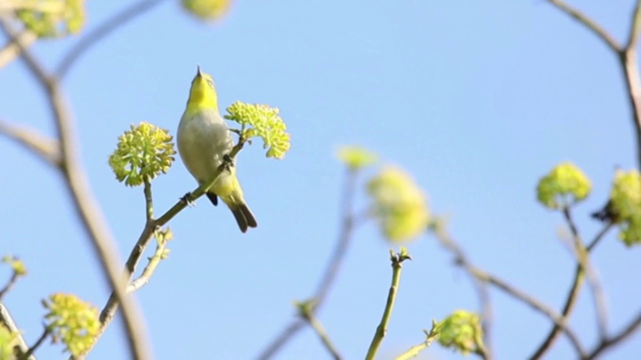 Lowland White-eyes