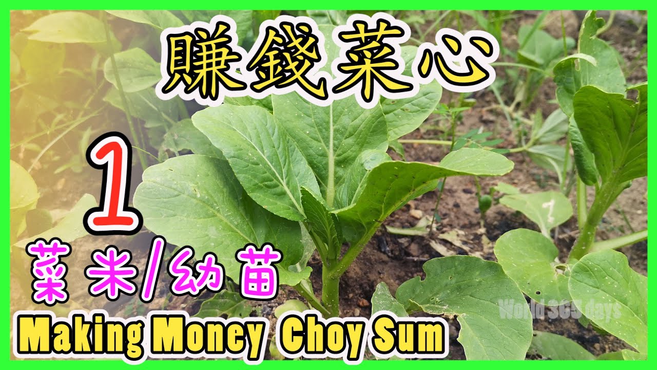 【賺錢菜心 1】如何种菜心| 无农药吃得安心吃出健康【种植秘诀】栽种经验和方案【全公开】Making Money Choy Sum