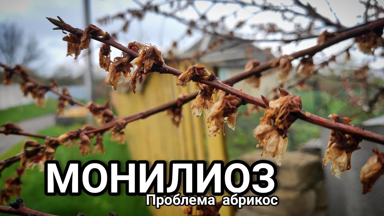 🔥Монилиоз абрикоса. Схема защиты деревьев🍎🍐🍒