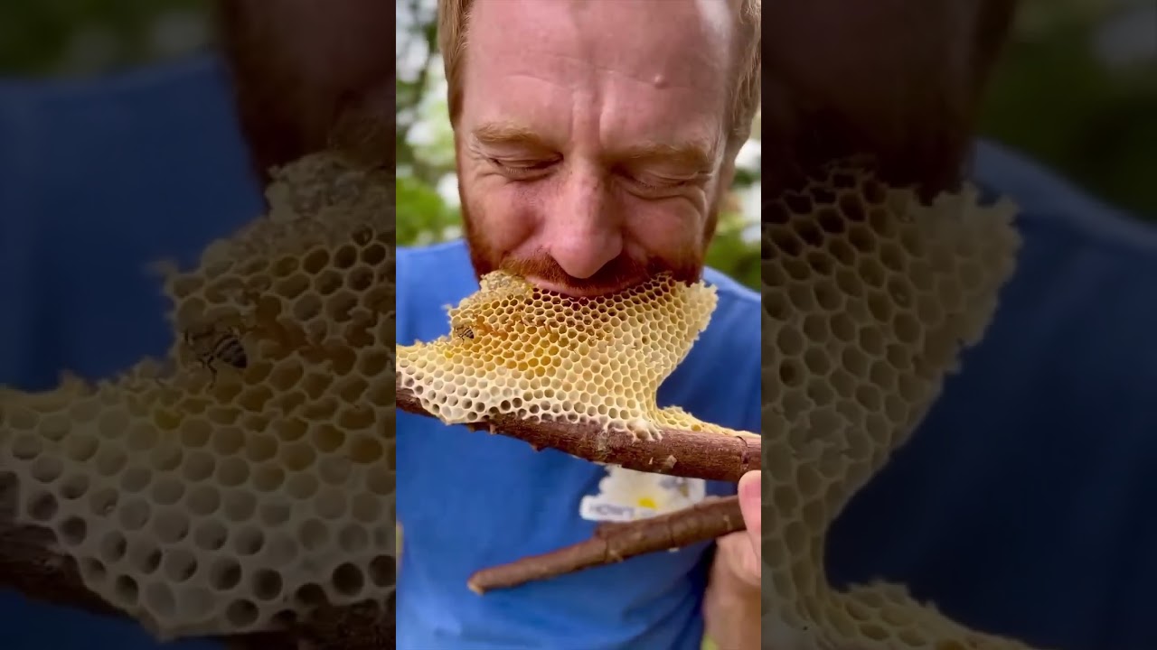 #bee #honeybee #honey #honeycomb #beelife #food #beeshoney #nature #wildhoneybees #funny