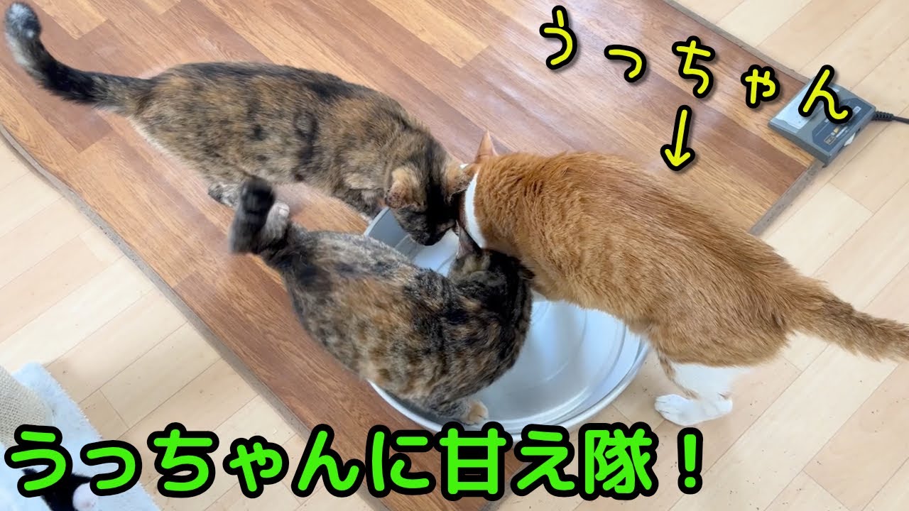 ねこんチNo.1モテニャンコ