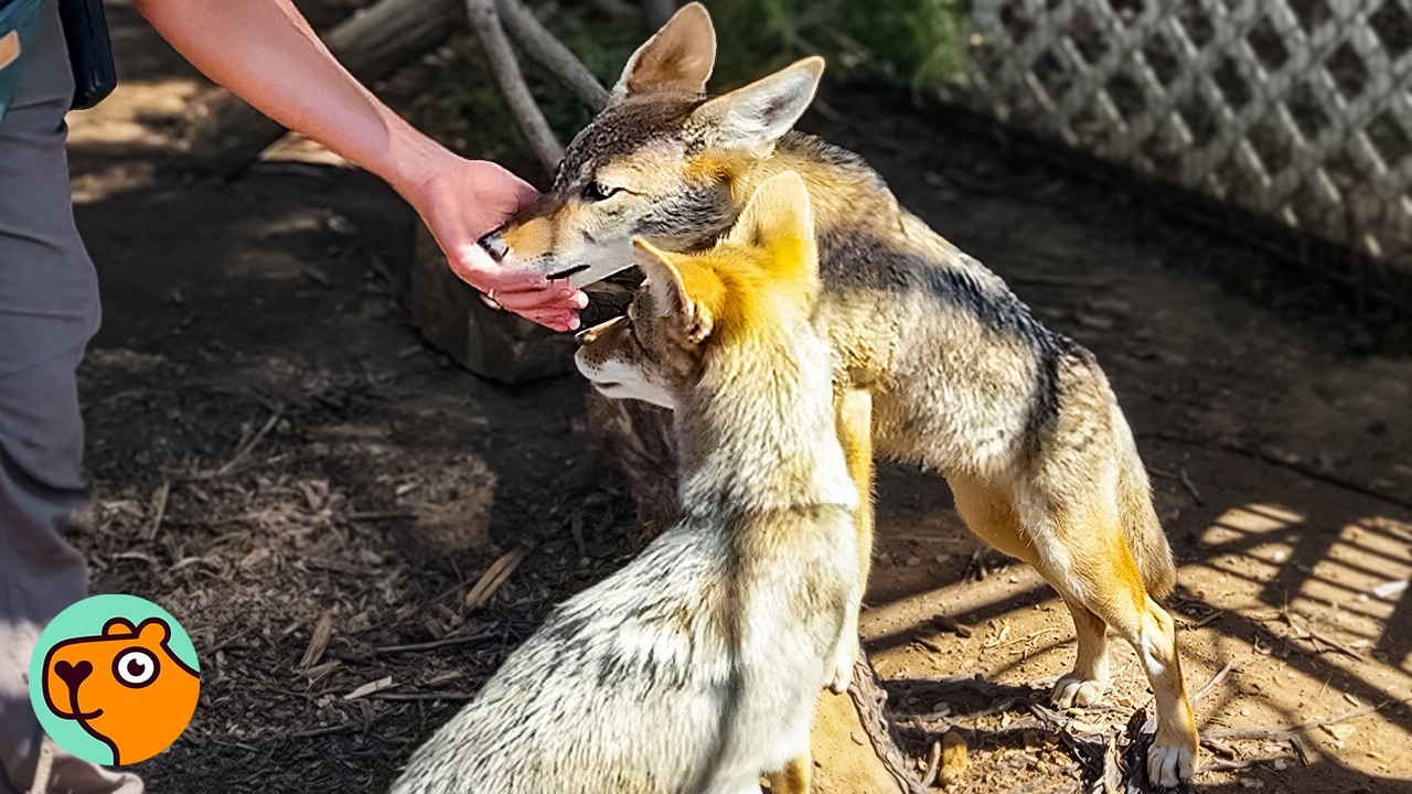 2 Coyote Pups Were Found Alone. Now They Have Each Other | Cuddle Buddies