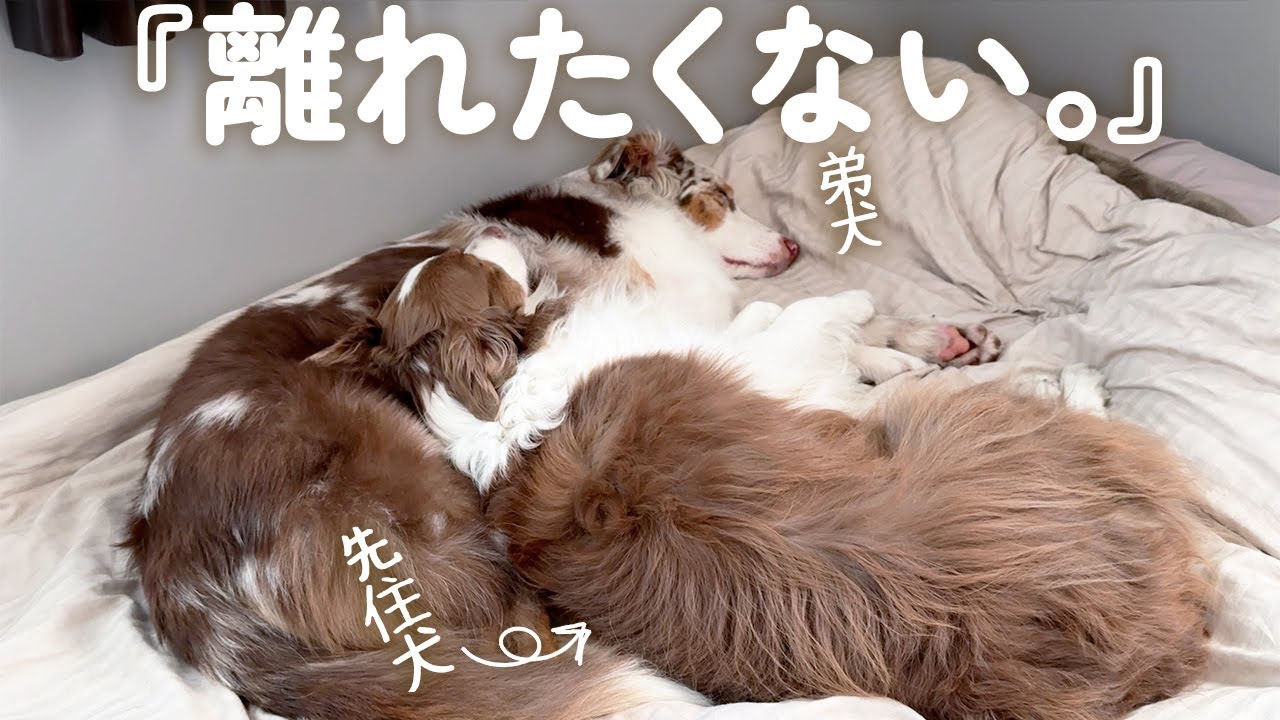 弟犬が好きすぎて枕にしちゃう先住犬が可愛い🥺笑【ボーダーコリー・オーストラリアンシェパード】