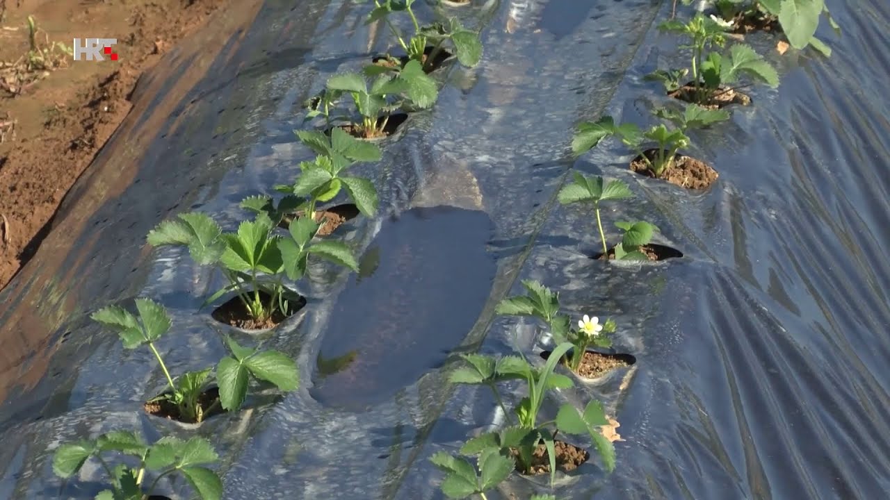 Vrgorac - priprema jagoda za novu 2021. sezonu | Plodovi zemlje