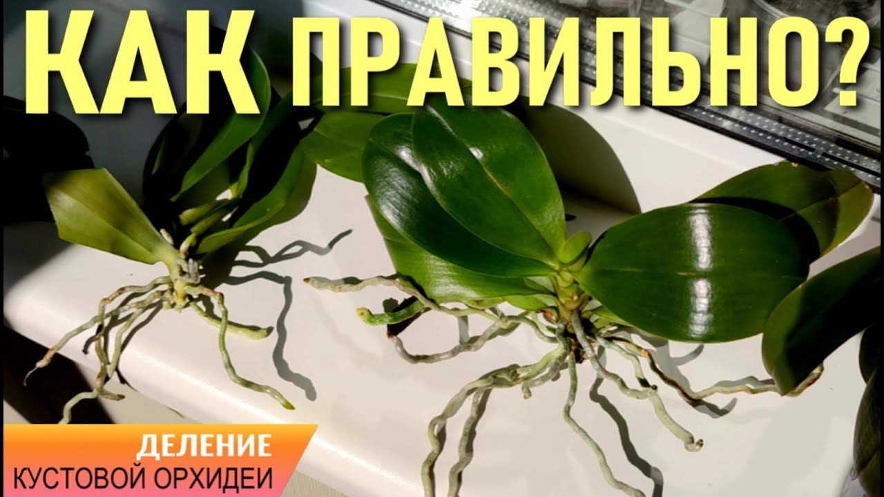 КАК ОТДЕЛИТЬ ПРИСТВОЛОВУЮ ДЕТКУ У ОРХИДЕИ, ОБРЕЗАТЬ РОВНО БУТЫЛКУ И ПОСАДИТЬ НА ФИТИЛЬ - 👍РЕЗУЛЬТАТ👍