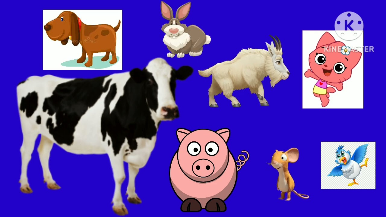 The Animals Sounds Song