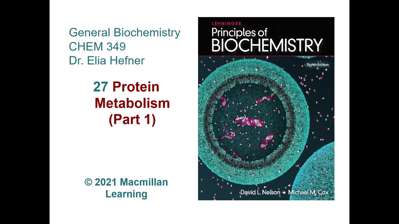 Chapter 27 - Protein Metabolism (Part 1)