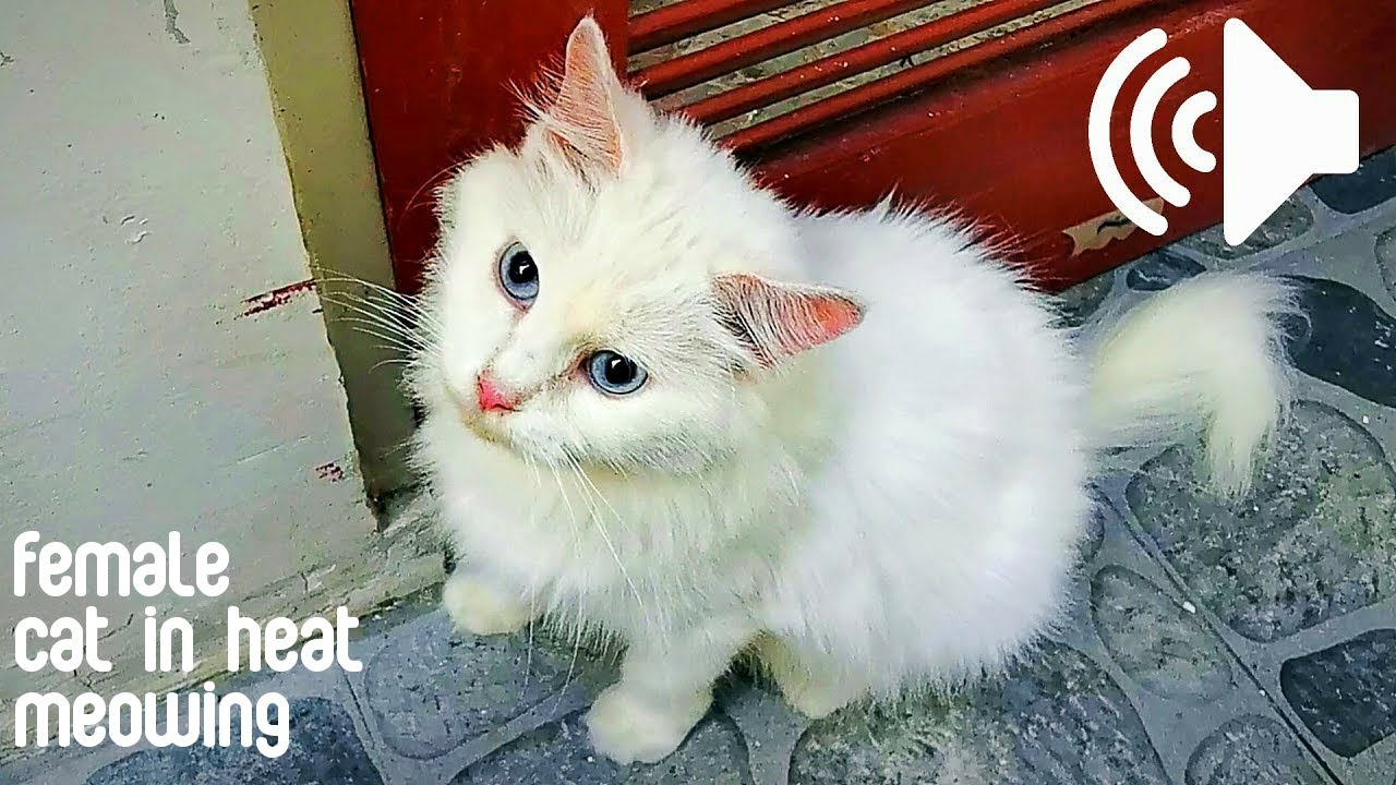 ЖЕНСКАЯ КОШКА ЗВУЧАЕТ - ЗАНИМАЙТЕ СВОИХ ЖИВОТНЫХ