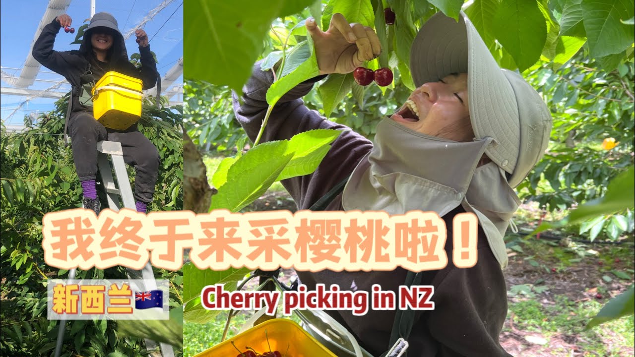 Vlog 9 - 我终于来采樱桃啦🍒 ｜ Cherry Picking in New Zealand 🇳🇿