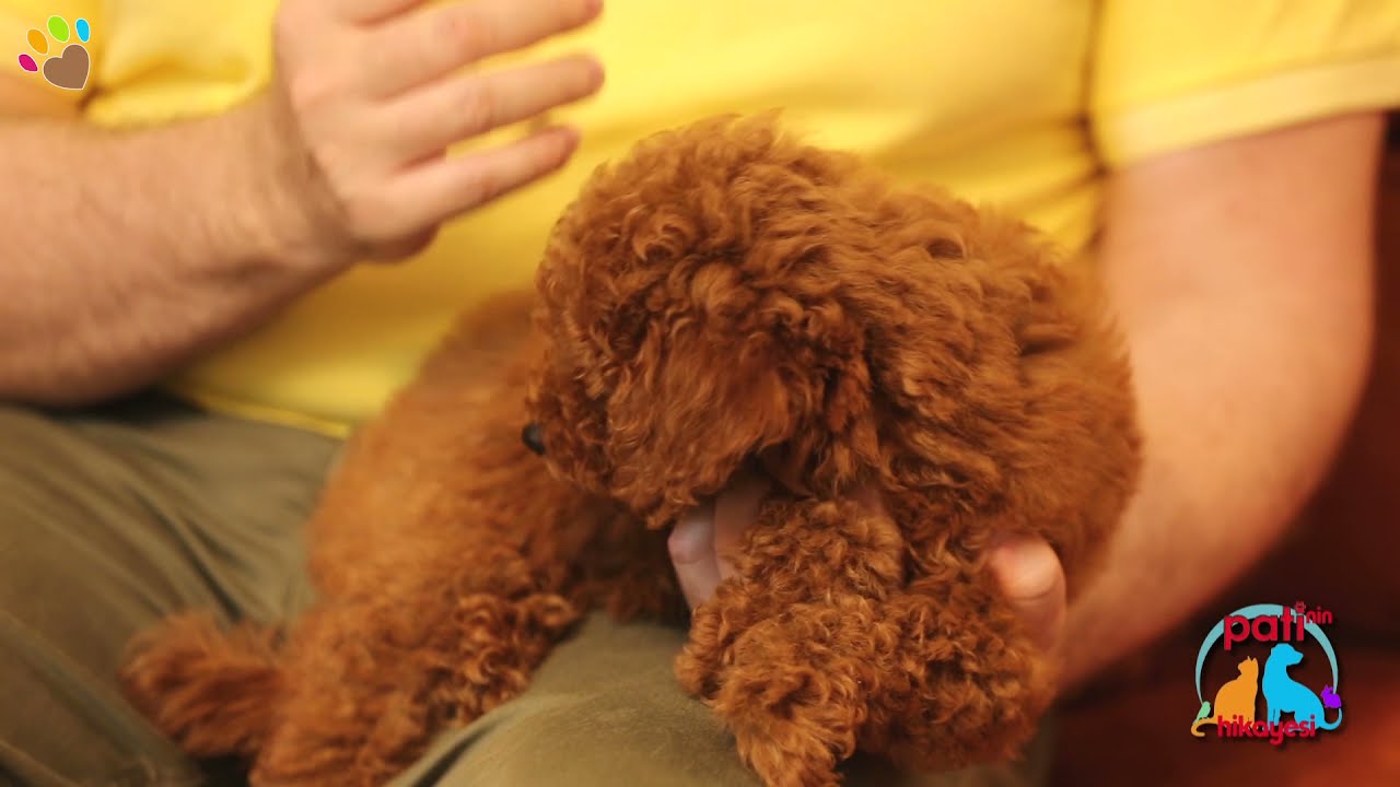 Köpekler her eşleşmede hamile kalırlar mı ?