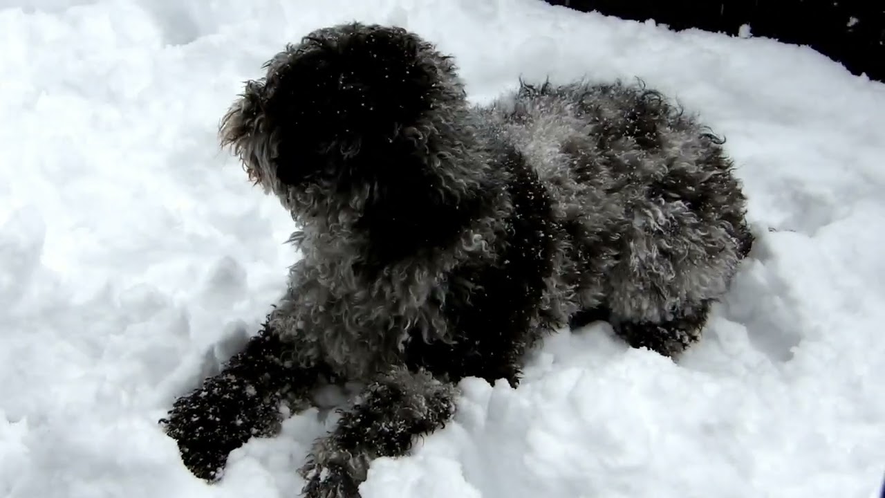 You're a Dog in the sNow