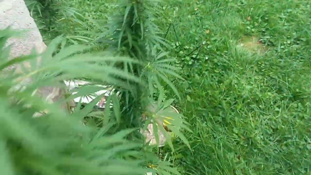 r&eacute;colte de mon cannabis ext&eacute;rieur // la s&eacute;lection //