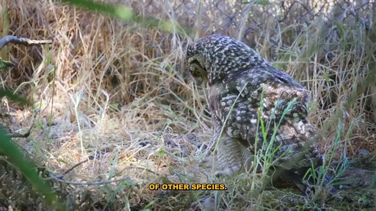 Pied Tamarin's Hunting Techniques Explained - Military Interest
