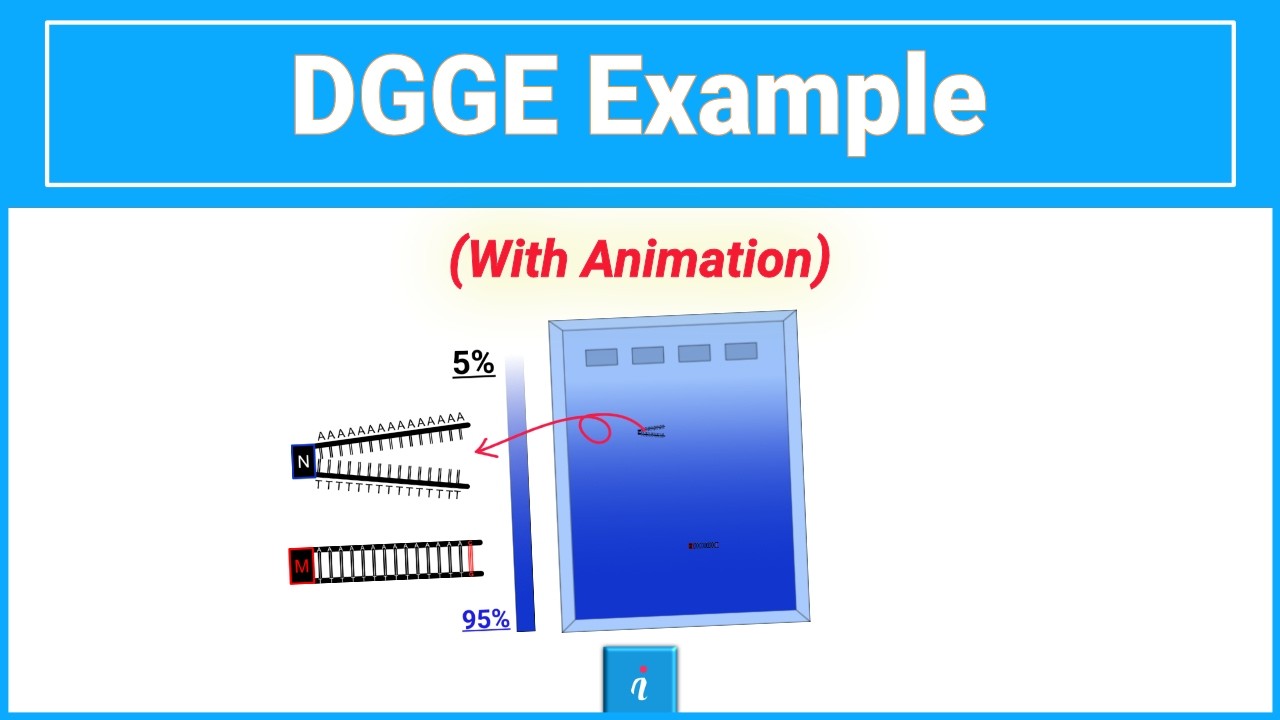 Denaturing gradient gel electrophoresis in action (example)