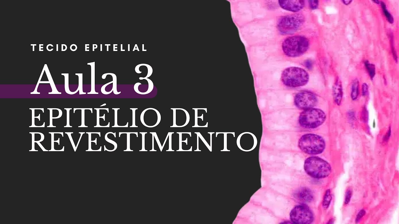 TECIDO EPITELIAL 03: FUNÇÕES, CARACTERÍSTICAS E CLASSIFICAÇÃO DO EPITÉLIO DE REVESTIMENTO- Medialeto