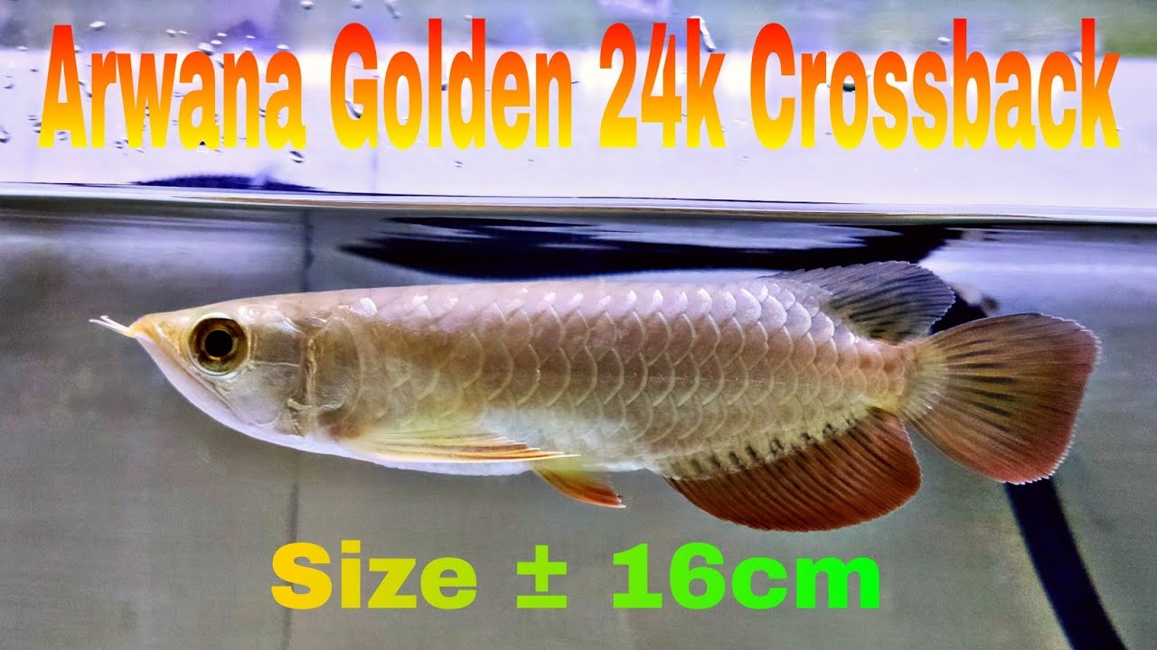 Arwana Golden 24k Crossback ( part 1 )