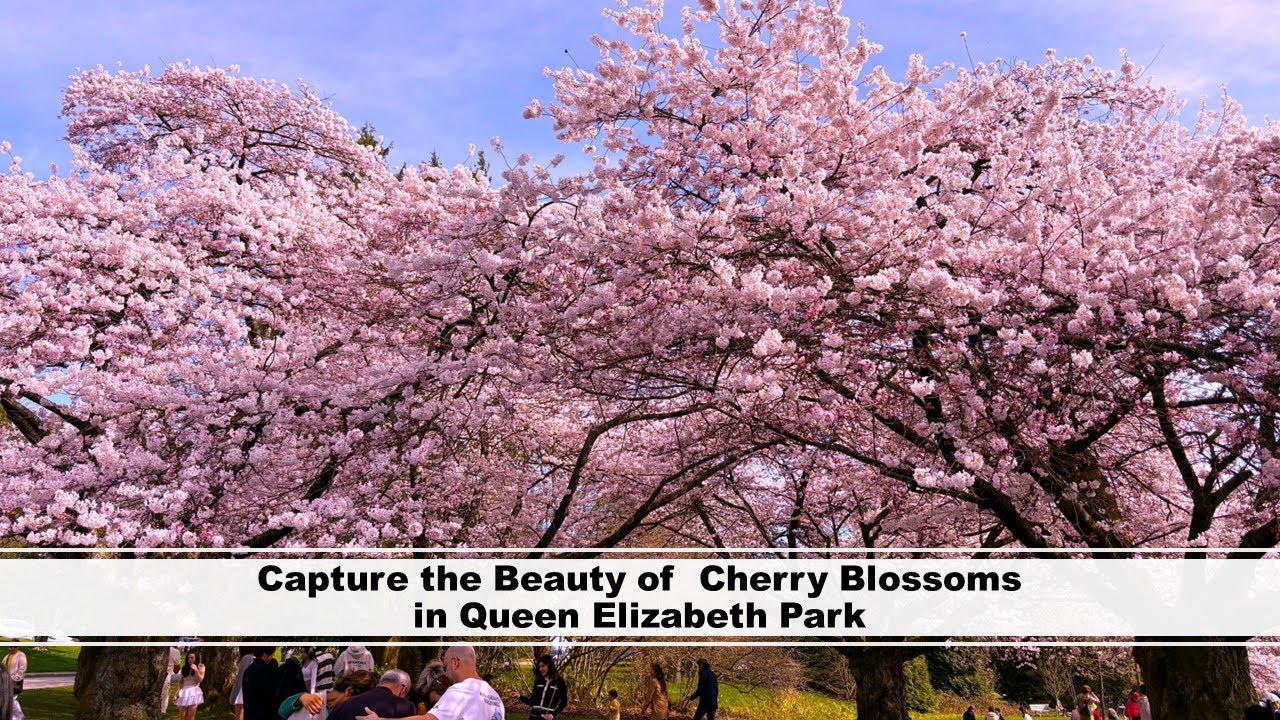 Capture the Beauty of  Cherry Blossoms in Queen Elizabeth Park | Vancouver, British Columbia, Canada