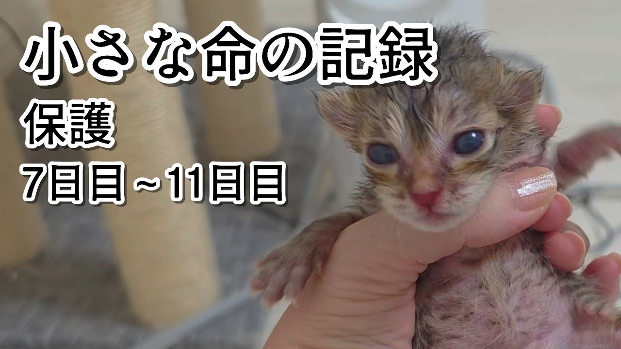 母猫が戻らない場所で・・・子猫４匹保護の記録