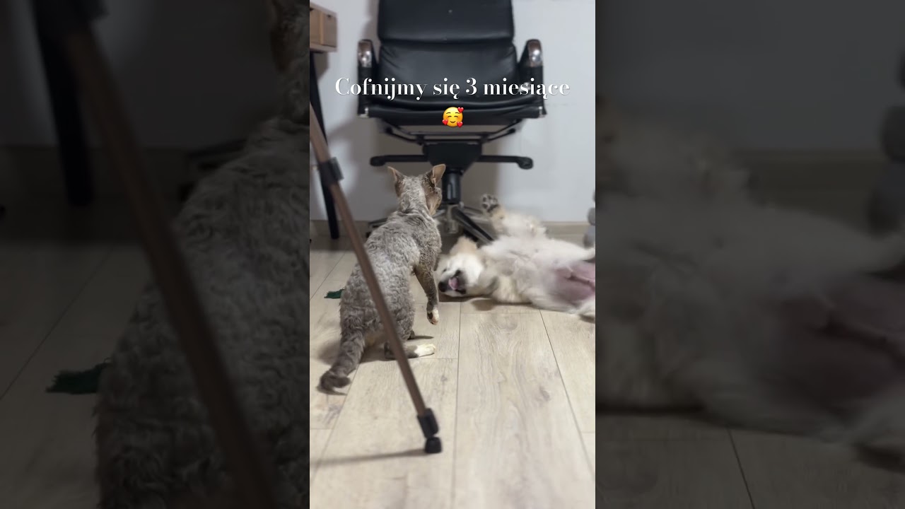 Lucjan potrafił jednym paputkiem powalić 🤭#goldenretriver #devonrex #cat #dog #zwierzęta