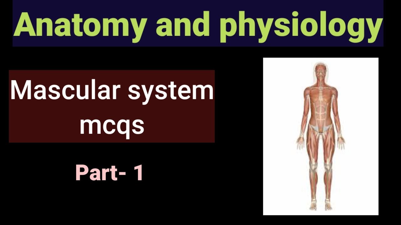 Anatomy and Physiology mcqs|| mcqs on muscular system