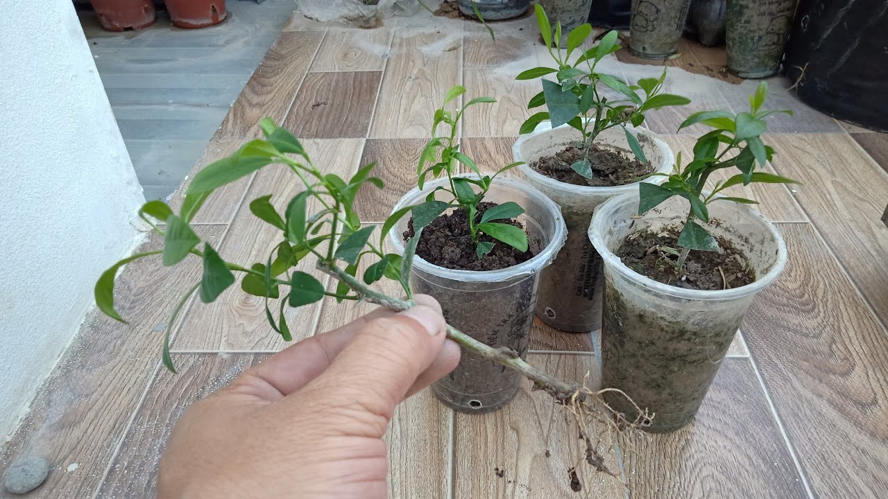 Hướng dẫn trồng chanh bằng cành