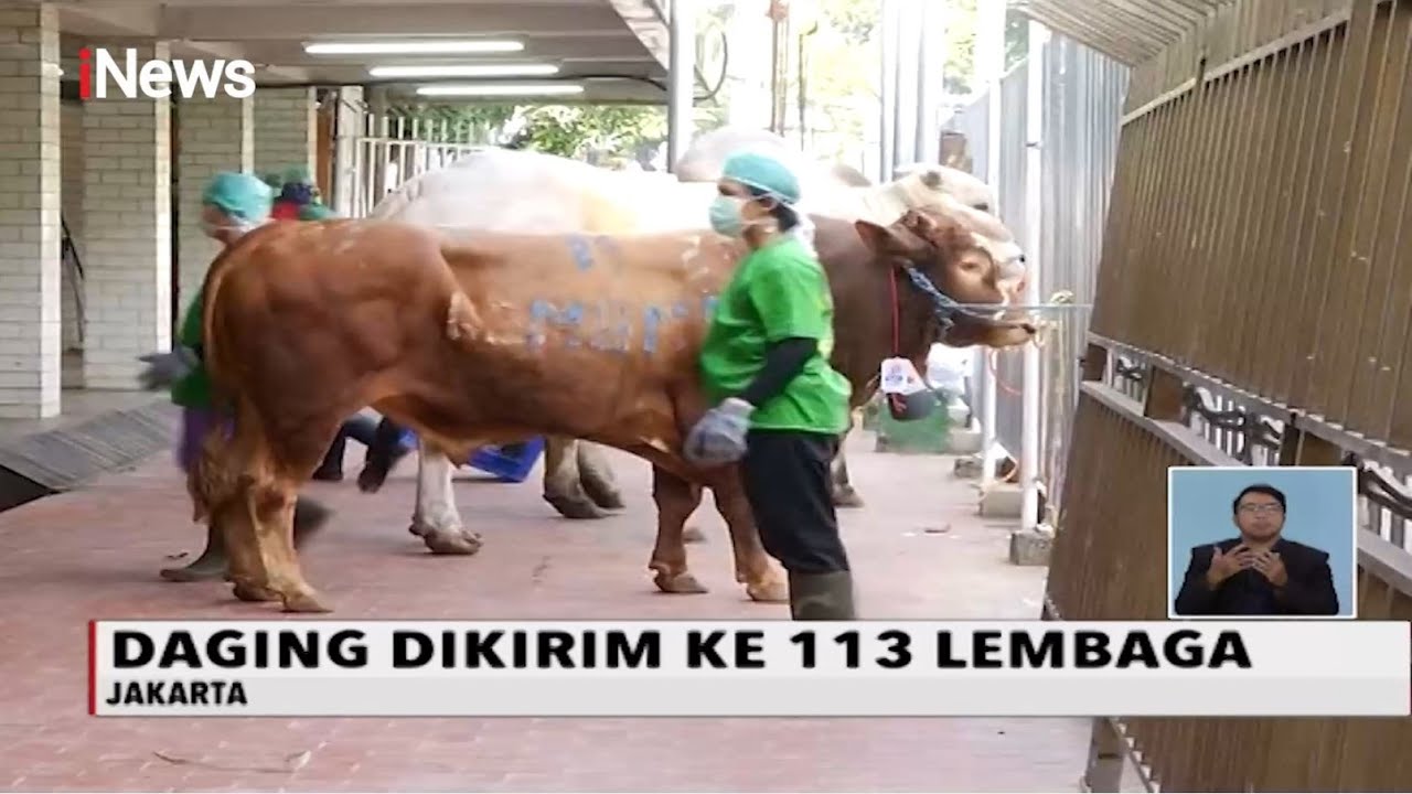 Sapi Kurban Presiden & Wakil Presiden Disembeli Bersama Puluhan Hewan Kurban Lain - iNewsSiang 01/08