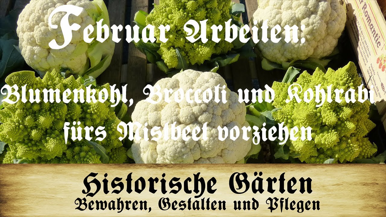 Arbeiten im Februar: Blumenkohl, Broccoli und Kohlrabi fürs Mistbeet voranziehen