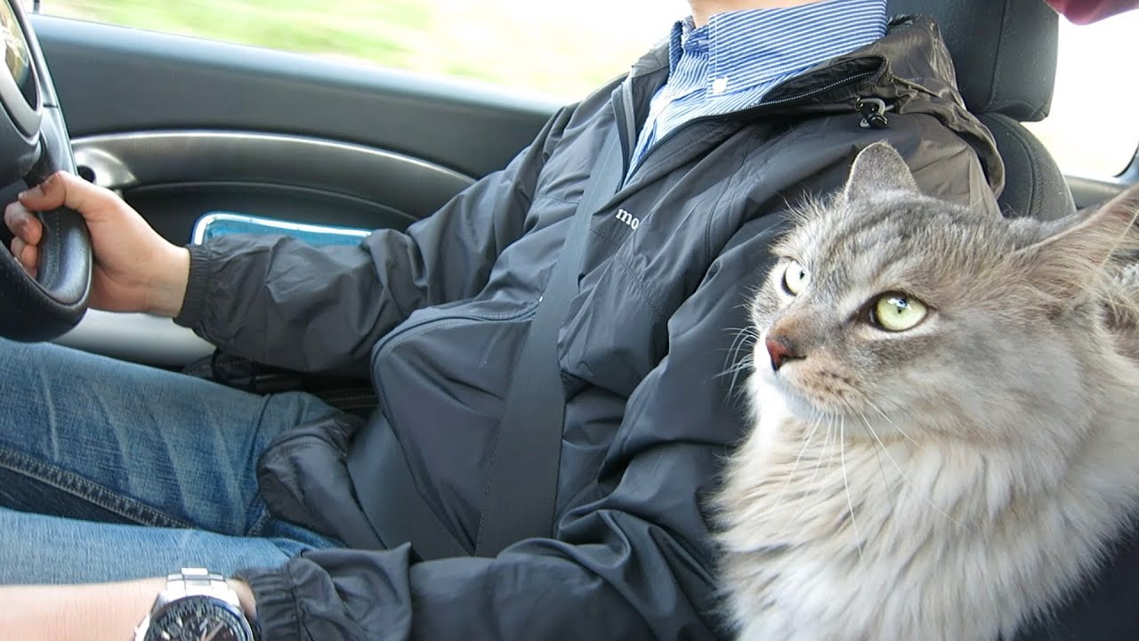 旅猫リポート みたいに大人しい大型サバトラ猫と車で旅！/ Cat in the car! Feels Good Inside?