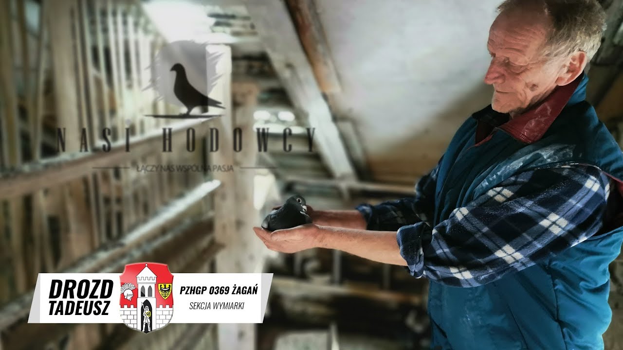 Z wizytą u hodowcy Tadeusza Drozda - zapowiedź - Prostota hodowania i lotowania