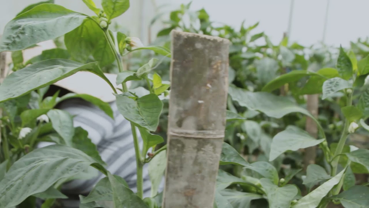 Manejo integrado de plagas bajo esquemas de producción intensivos