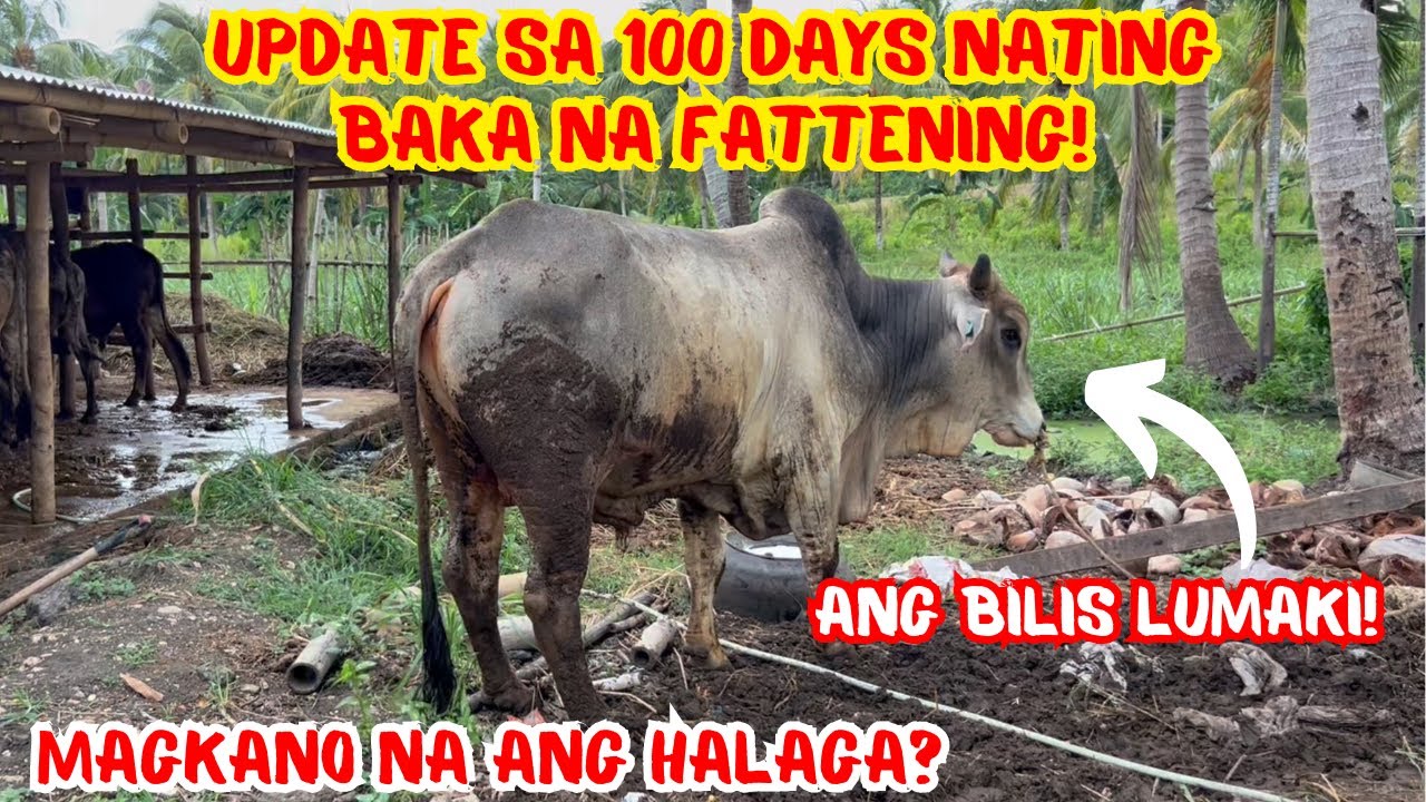UPDATE SA 100 DAYS NATING BAKA NA FATTENING! GRABE ANG BILIS LUMAKI! | MAGKANO NA ANG HALAGA NITO?
