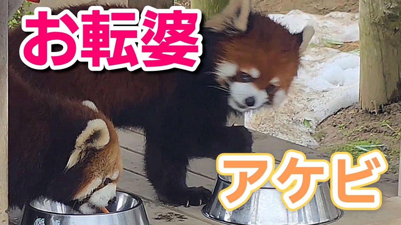 【背後から現れた　かんたにビックリしたレッサーパンダのアケビ、他・・・】～Nishiyama Zoo red pandas～