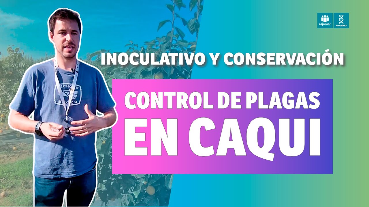 👨🏼‍🔬🌱 Control de plagas en cultivo de caqui