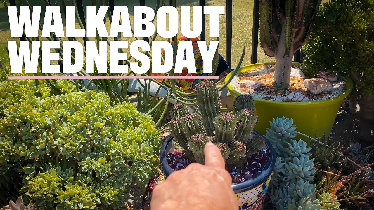 Walkabout Wednesday | Succulent Garden Tour - July 2024